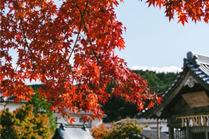 日本紅葉2022 日本旅遊賞楓懶人包 拍拖景點 紅葉打卡攻略